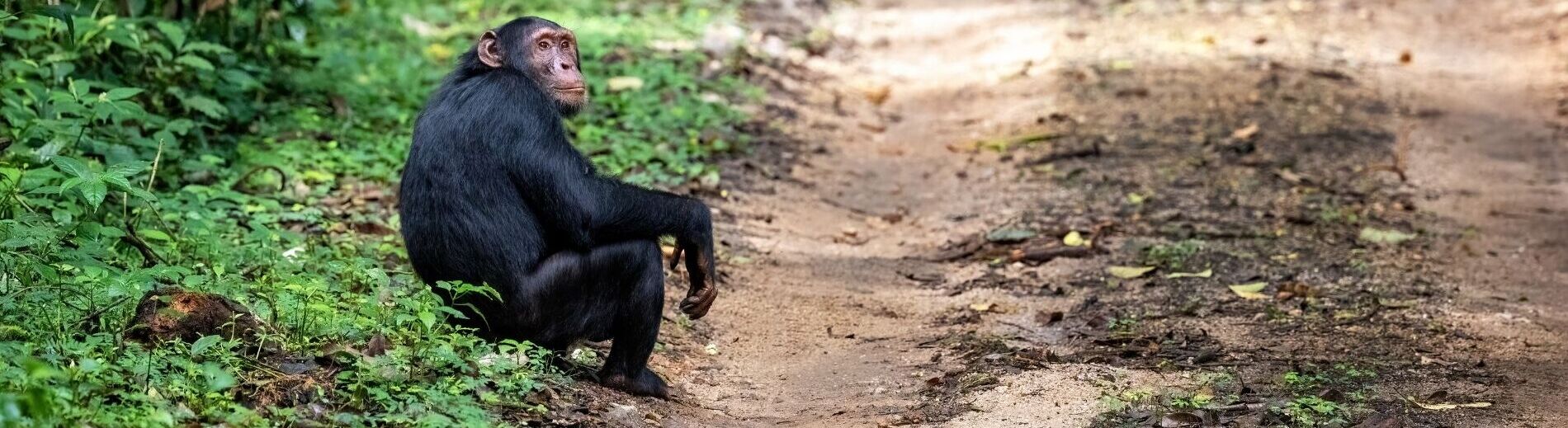 Schimpanse im Kibale Nationalpark in Uganda