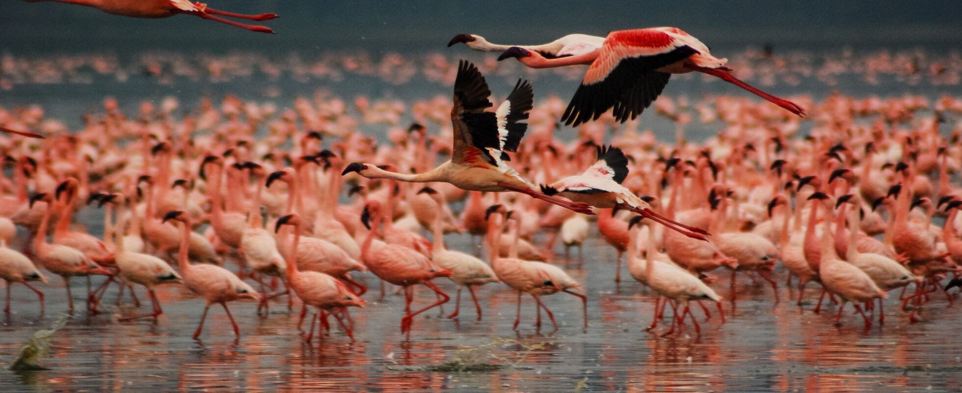 Flamingos im Lake Nakuro Nationalpark in Kenia