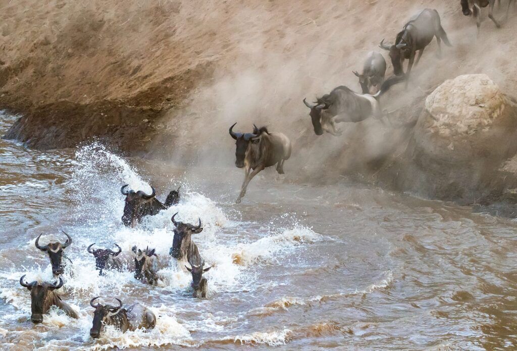 Große Tierwanderung in der Masai Mara