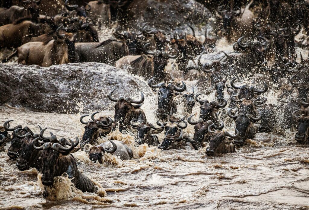 Die Große Tierwanderung in Kenia