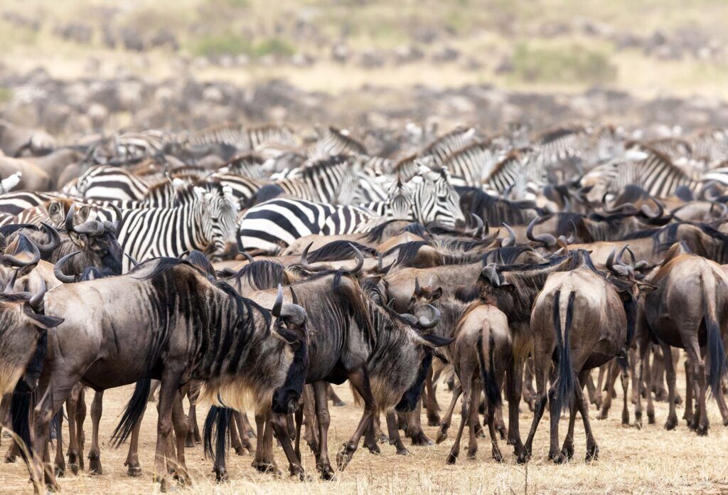 Große Tierwanderung in Kenia