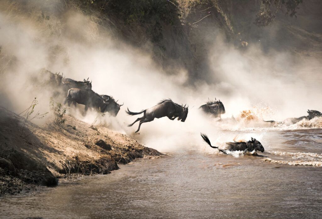 Große Tierwanderung im Masai Mara Nationalreservat