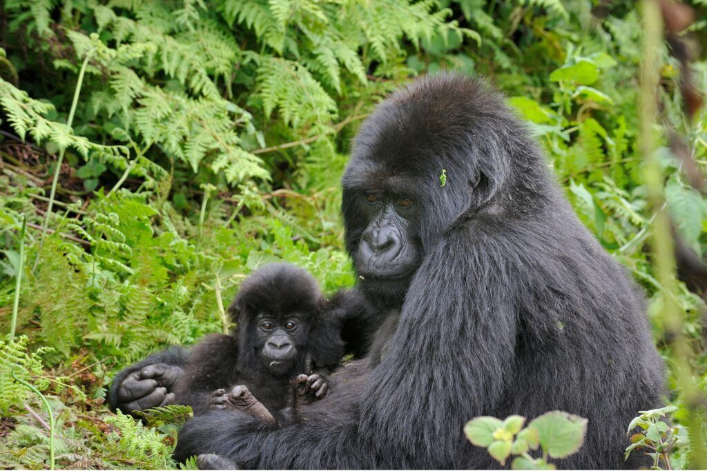 Gorilla-Tracking in Uganda