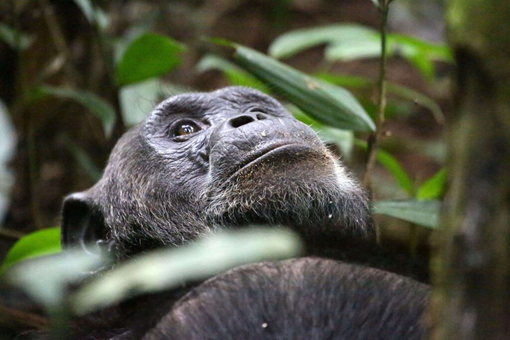 Schimpanse im Kibale Nartionalpark blickt zwischen grünen Blättern nach oben