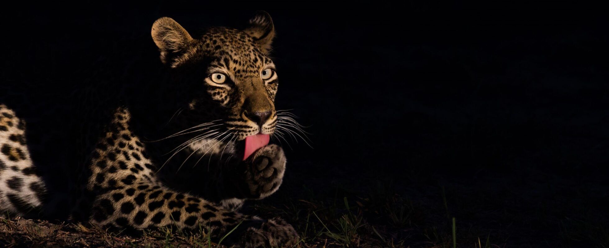 Leopard bei einer Nachtpirschfahrt