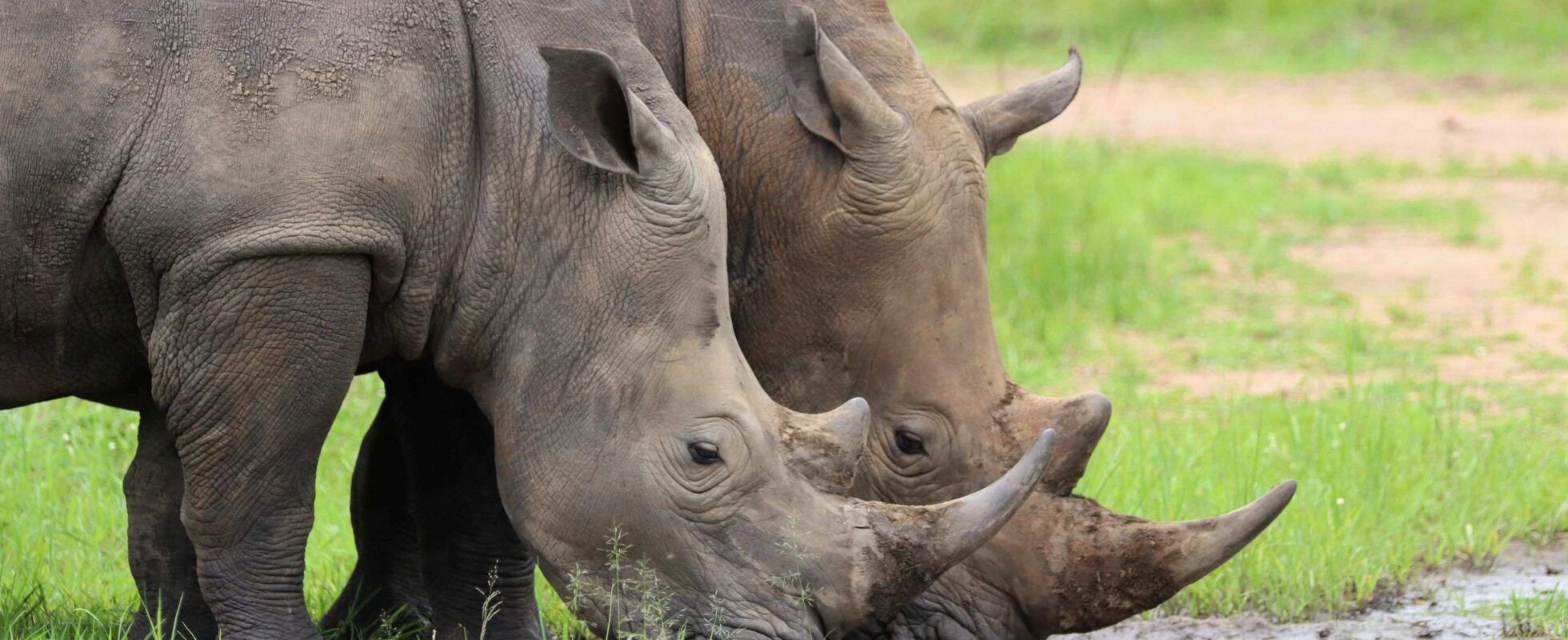 Nashörner, die an Wasserquelle trinken, Ziwa Rhino Sanctuary