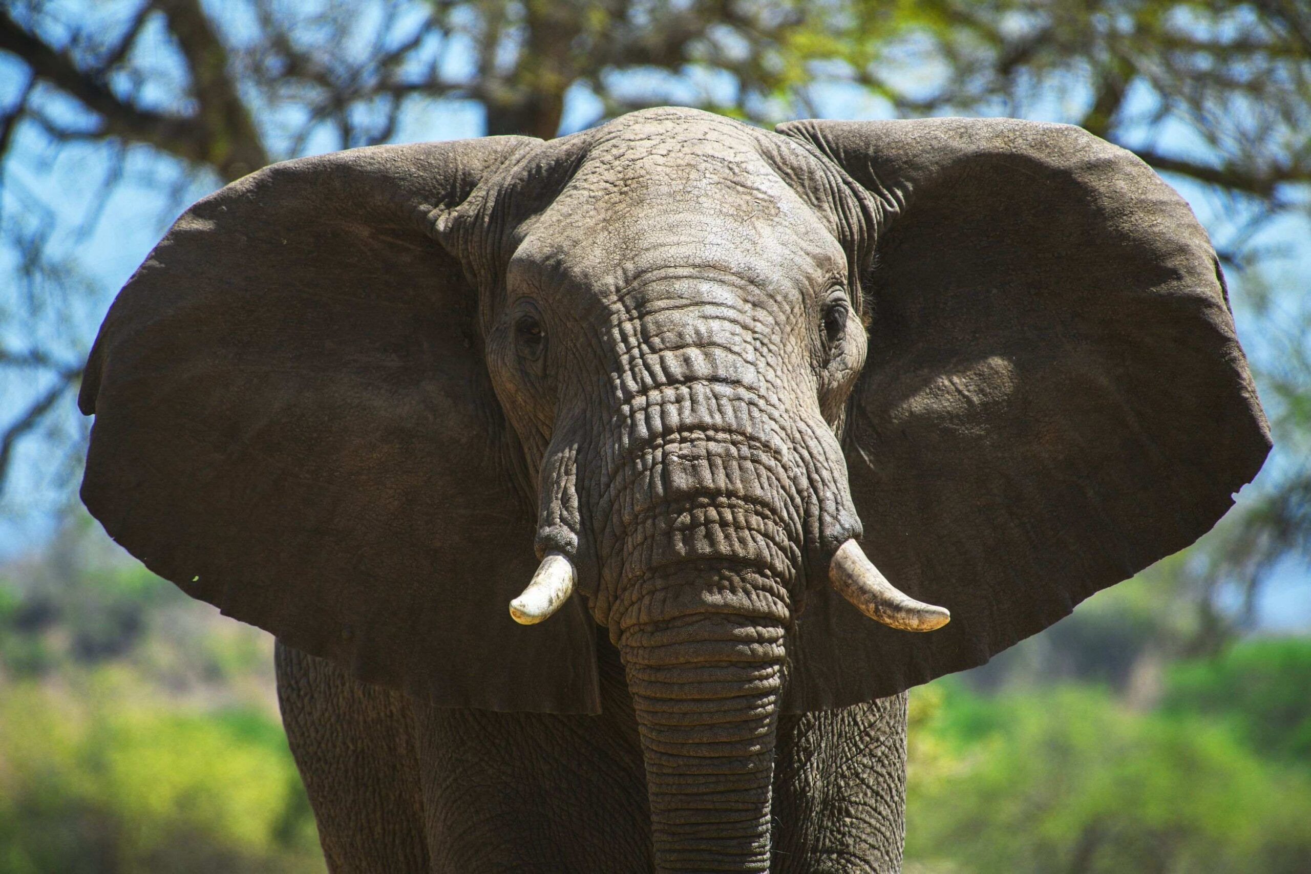 Kidepo Valley Nationalpark