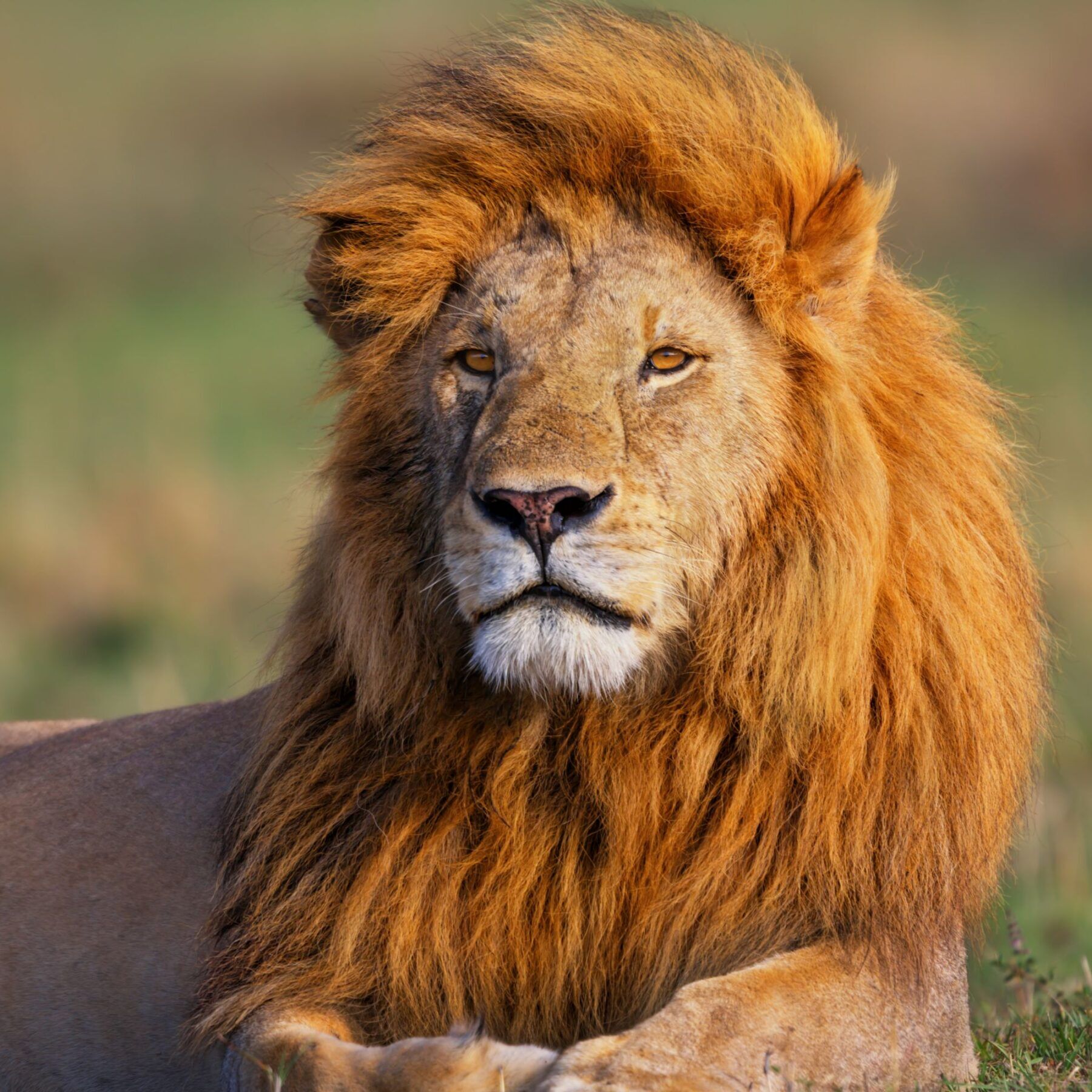 Ein Löwe sitzt im grünen Gras und im Sonnenlicht in der Masai Mara in Kenia