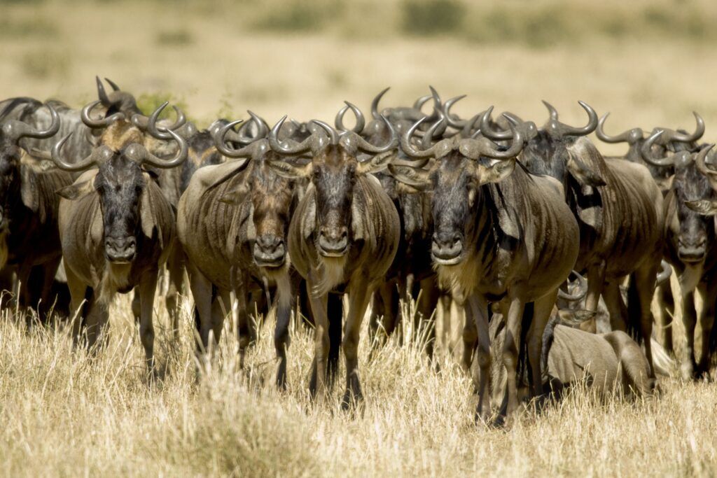 Eine Gnuherde läuft im hellen Gras der Masai Mara