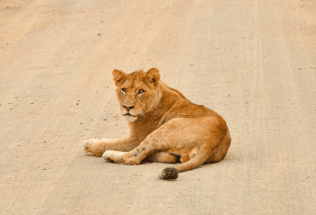 Ein Löwe liegt auf der sandigen Straße des Kruger Nationalparks in Südafrika