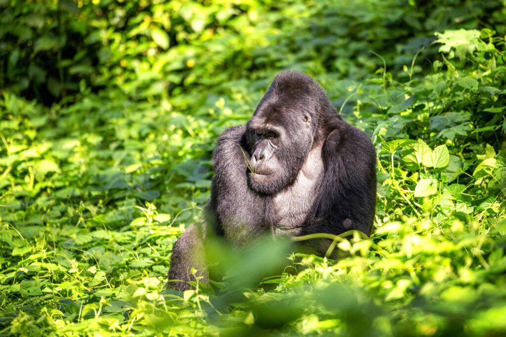 Silberrücken sitzt im grünen Dickicht im Bwindi Impenetrable Nationalpark in Uganda