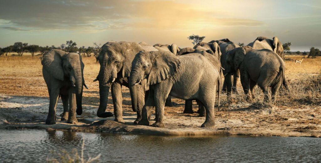 Eine Elefantenherde versammelt sich an einem Wasserloch in Botswana