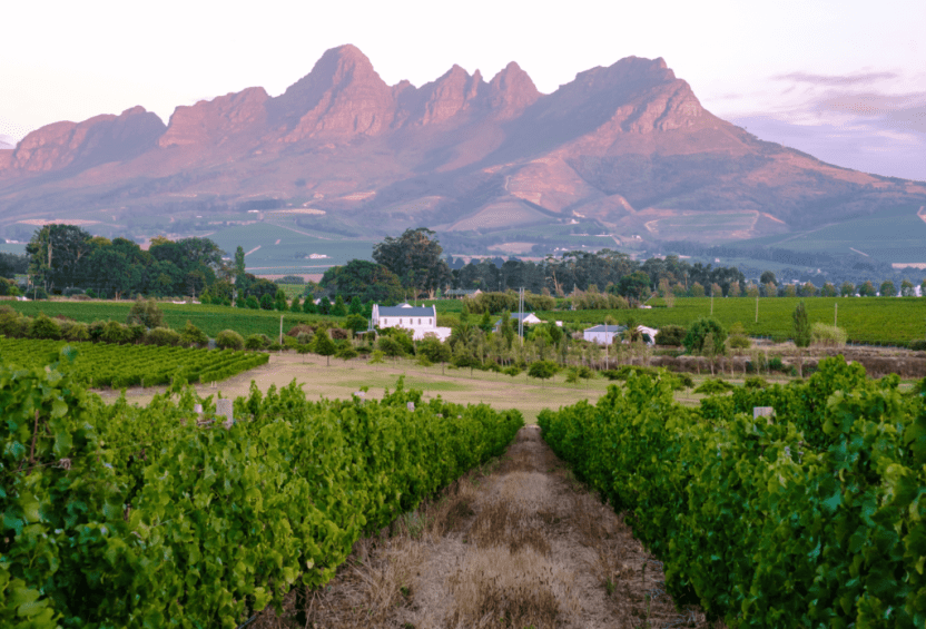 Weinberge in den südafrikanischen Winelands