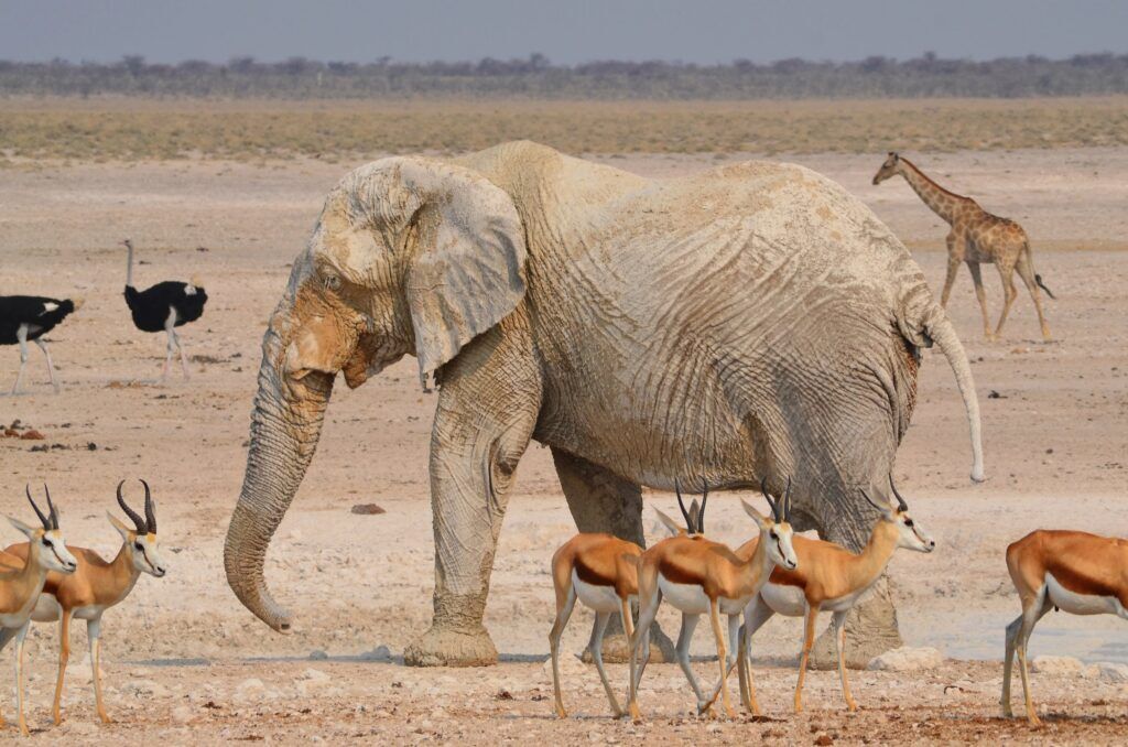 Ein Elefant umgeben von Springböcken, Straußen und einer Giraffe im Etosha Nationalpark in Namibia