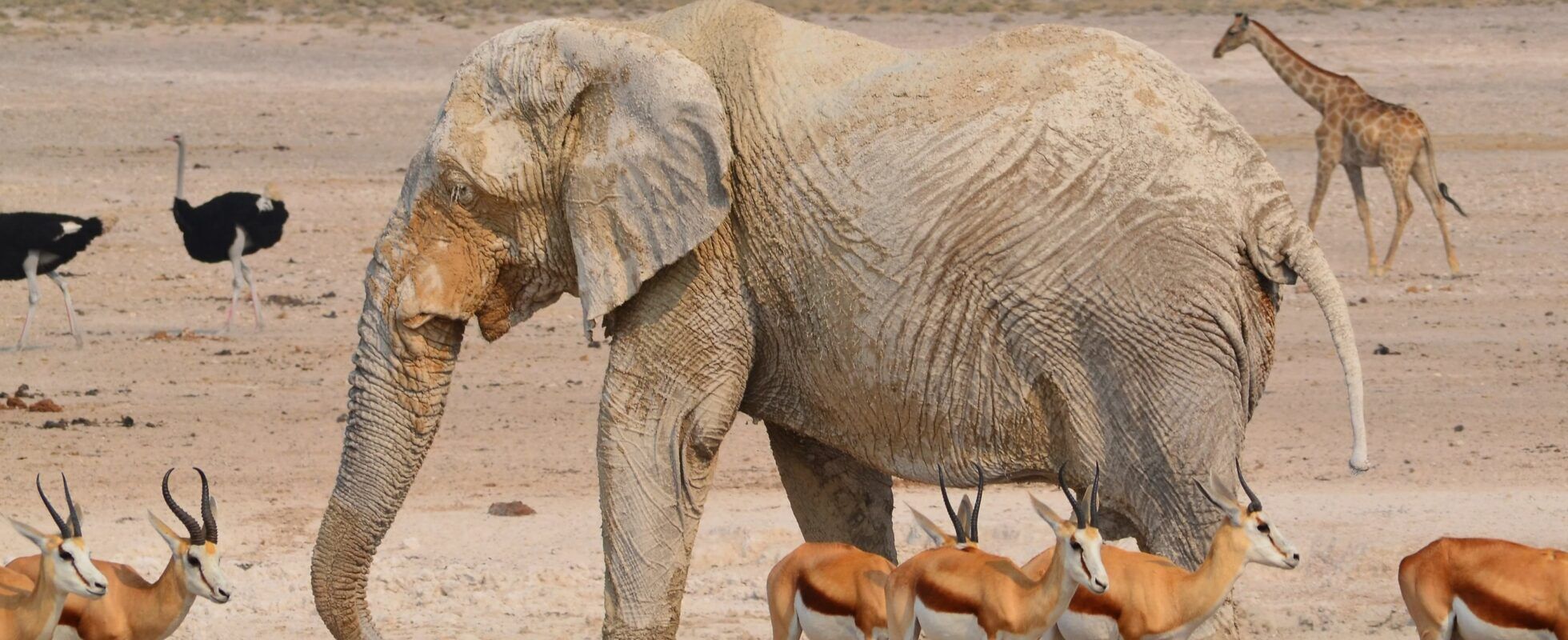Ein Elefant umgeben von Springböcken, Straußen und einer Giraffe im Etosha Nationalpark in Namibia
