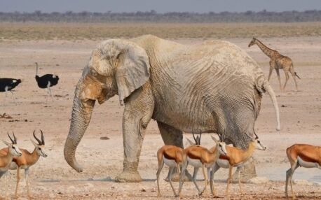 Ein Elefant umgeben von Springböcken, Straußen und einer Giraffe im Etosha Nationalpark in Namibia