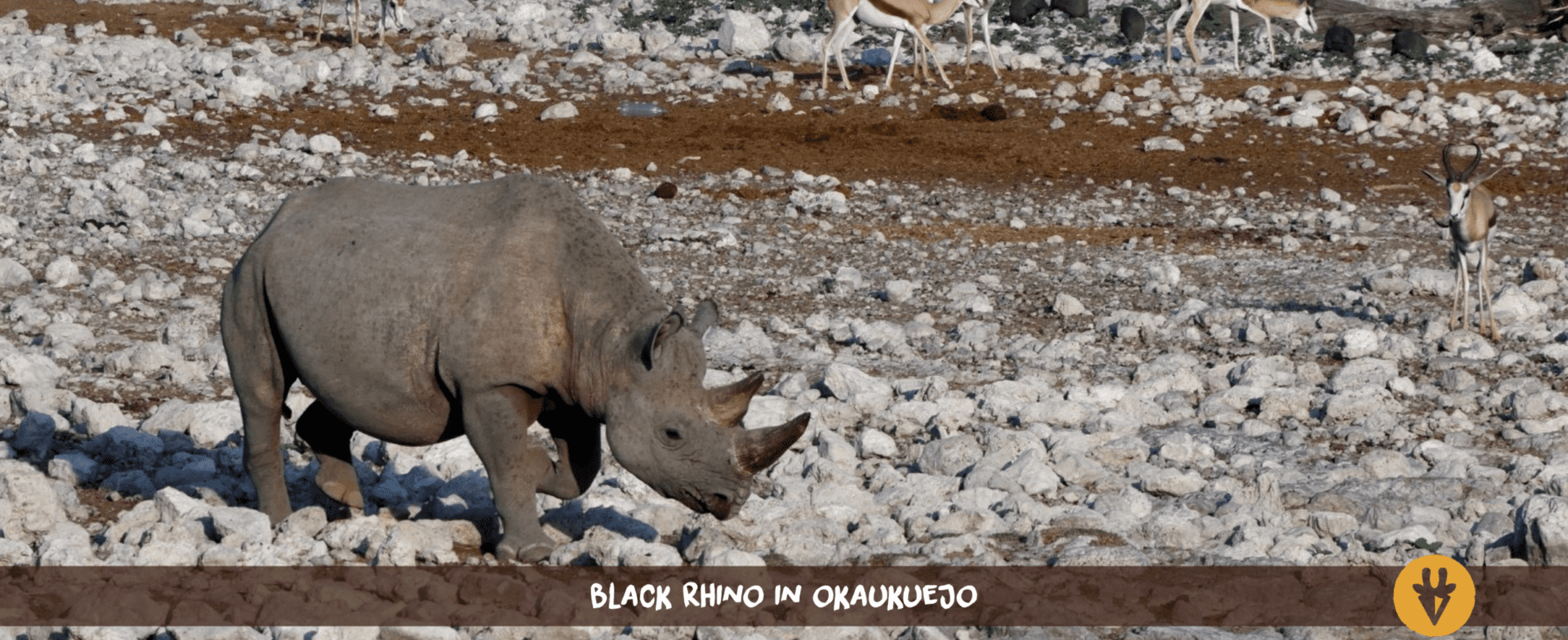 Ein Spitzmaulnashorn läuft auf dem steinigen Grund rund um das Okaukuejo Wasserloch im Etosha Nationalpark