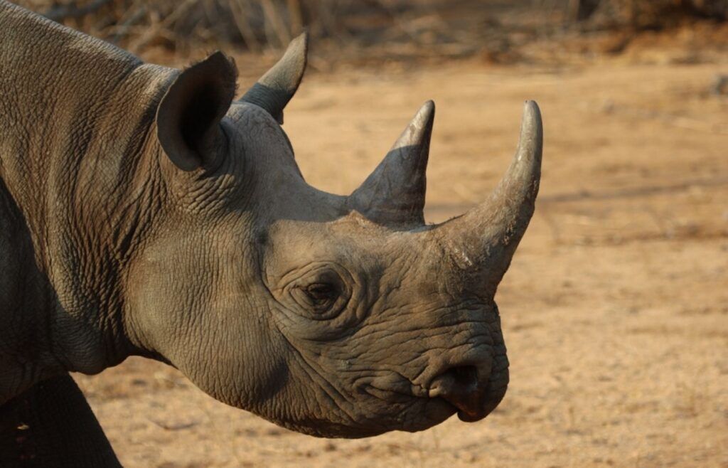 Black rhino close-up