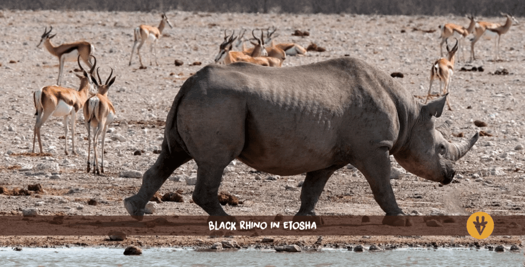 Black rhino etosha