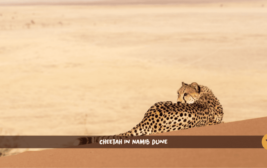 Ein Gepard liegt in den roten Dünen der Namib-Wüste mit Bergen im Hintergrund