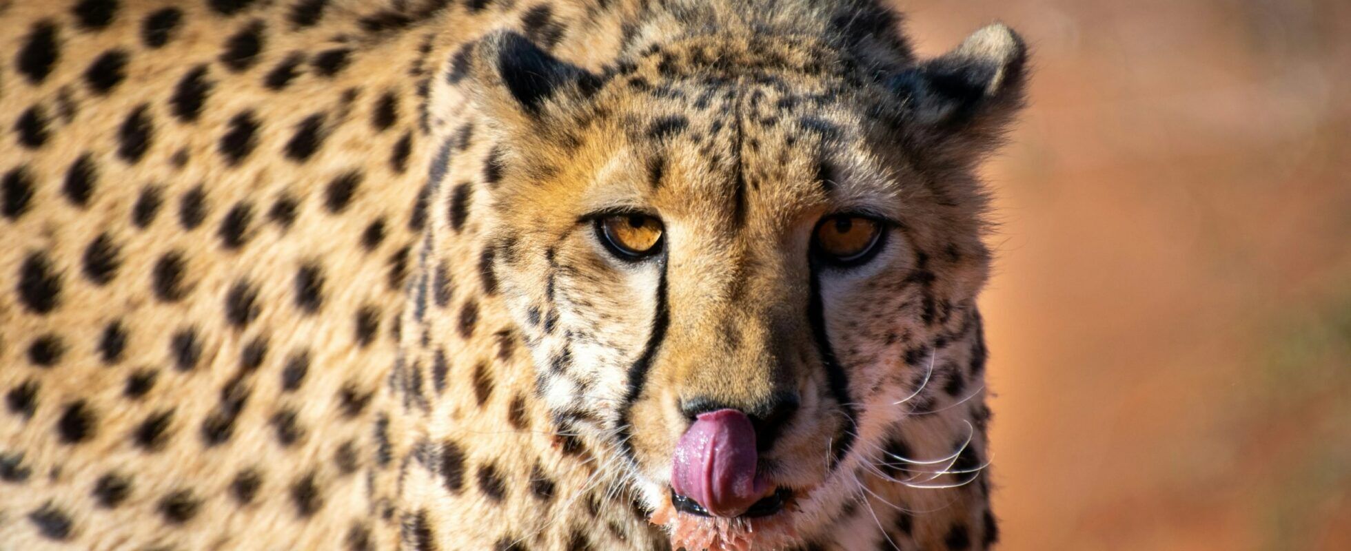 Gepard in Namibias Kalahari streicht sich mit der Zunge über die Lippen