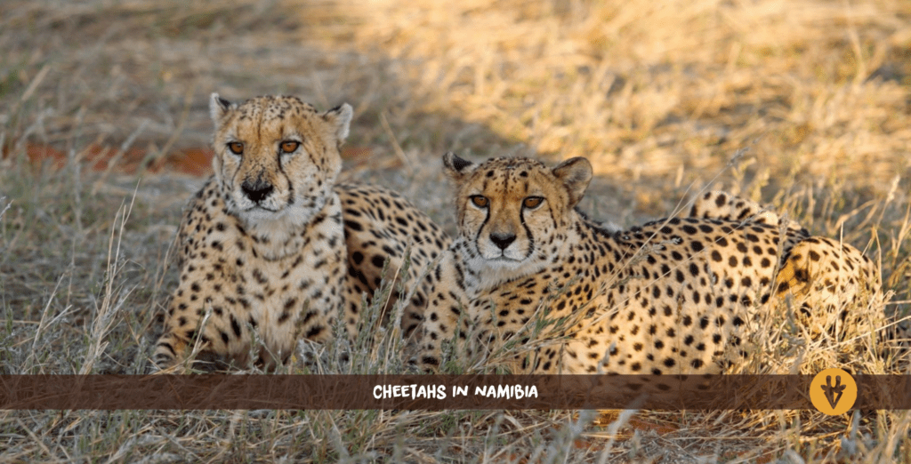 Cheetahs Namibia