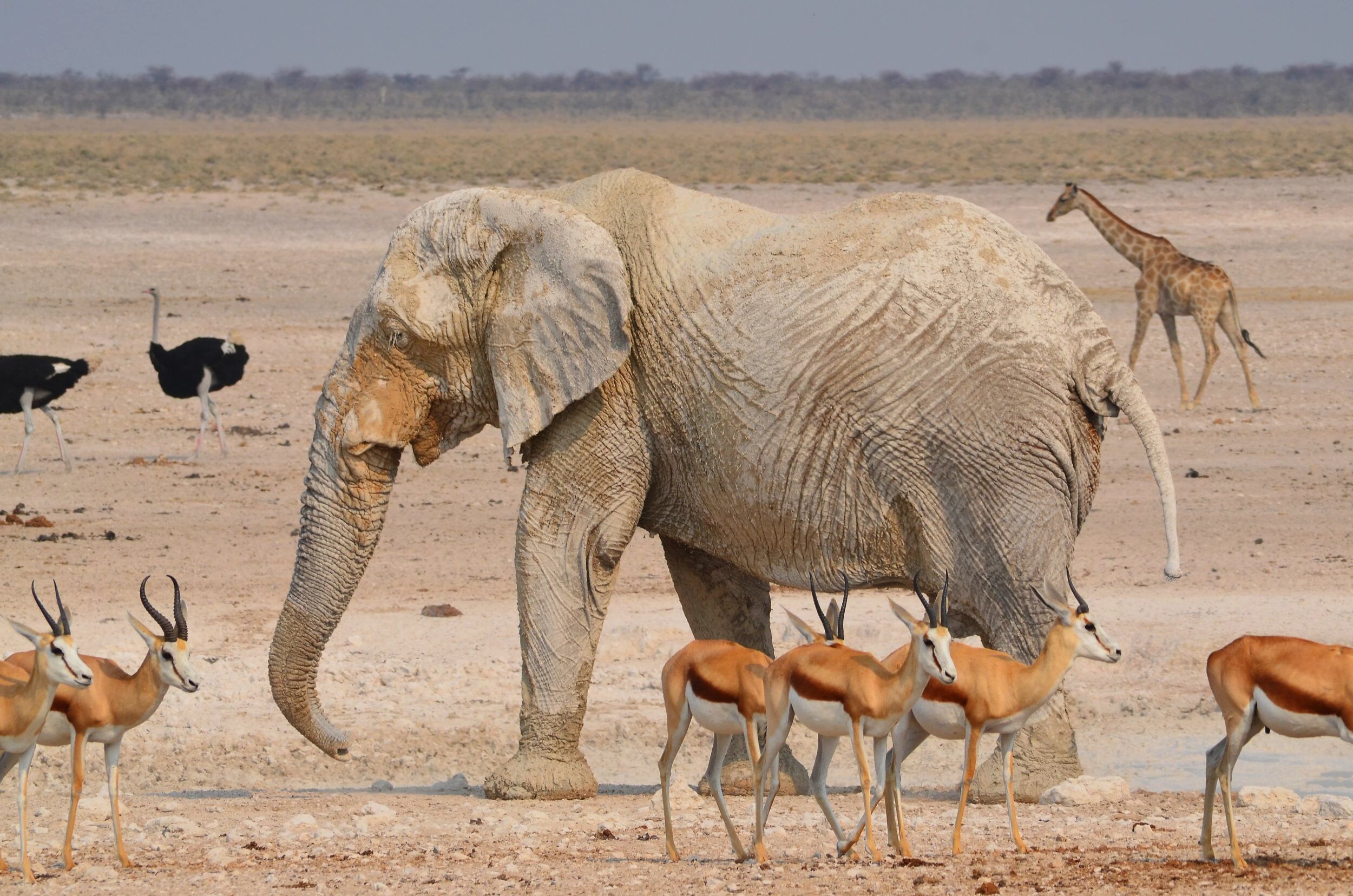 Elefant umgeben von Springböcken, Straußen und einer Giraffe in Namibias Etosha Nationalpark