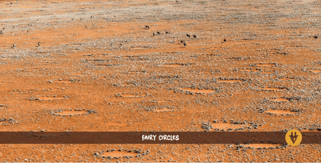 Fairy Circles