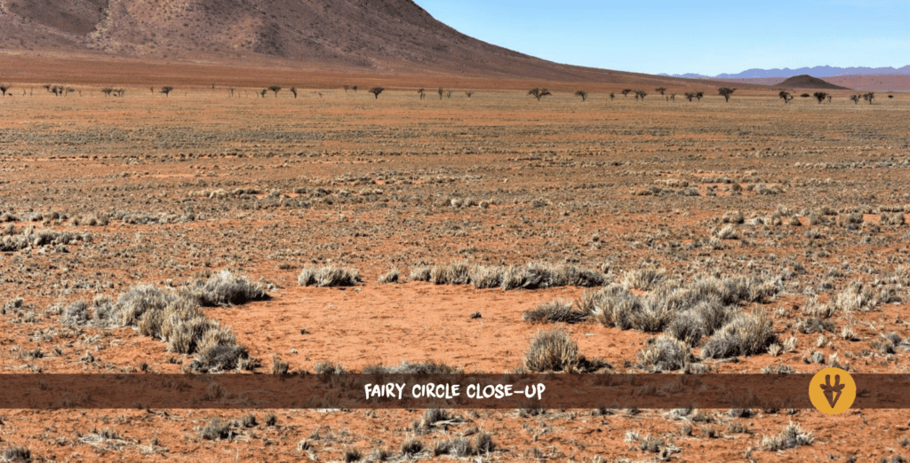 Nahaufnahme eines Feenkreises in Namibia mit einem Berg im Hintergrund