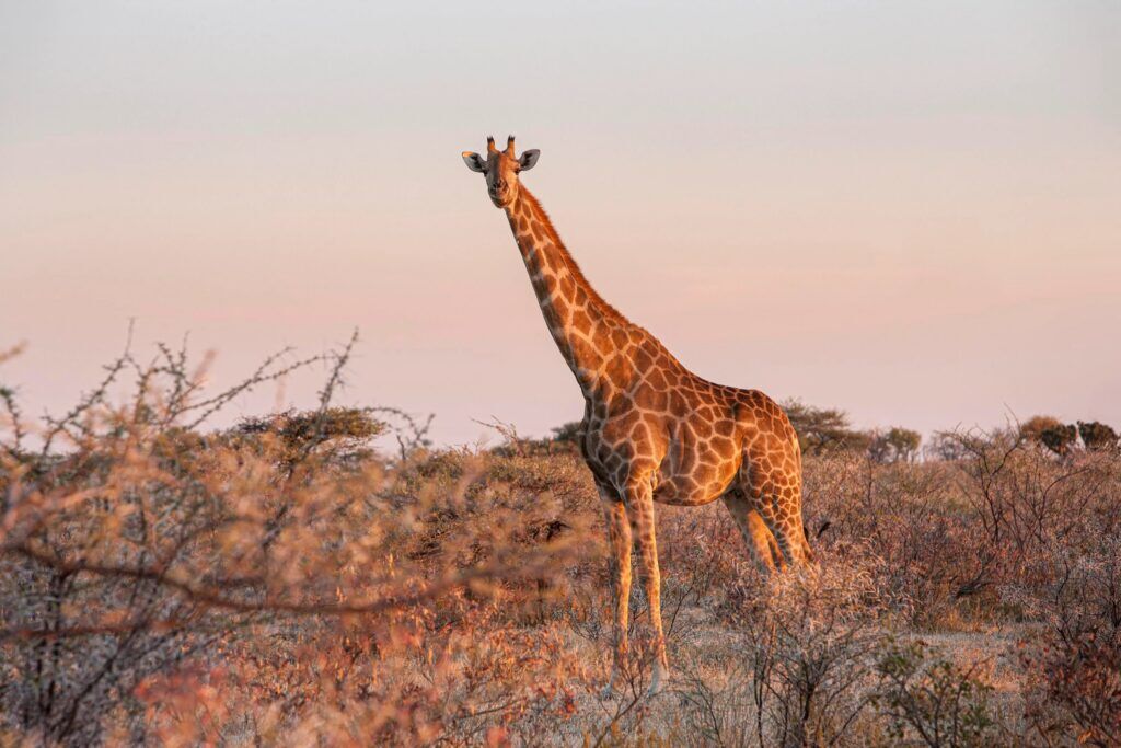 Giraffe steht in einem Feld mit Büschen bei Sonnenuntergang in Namibias Etosha Nationalpark