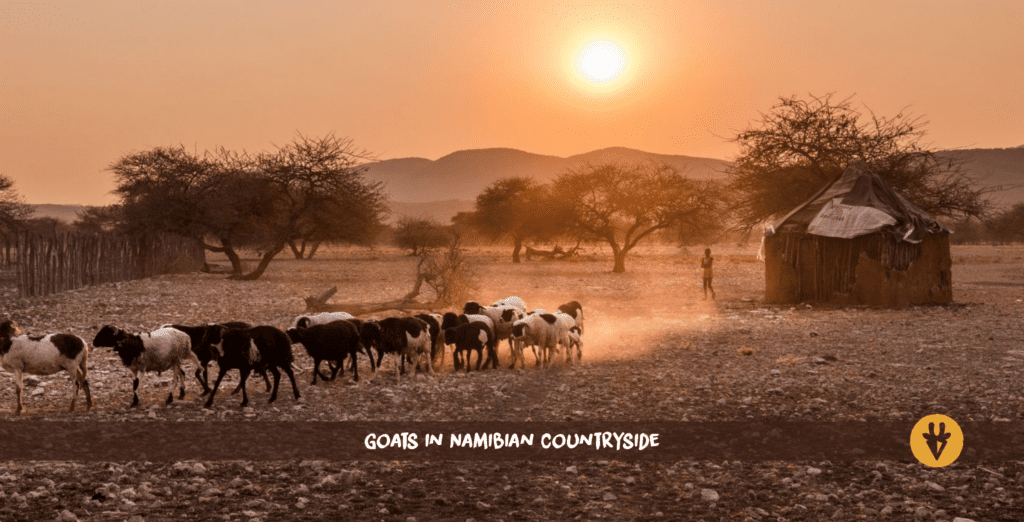 Goats in Namibian countryside