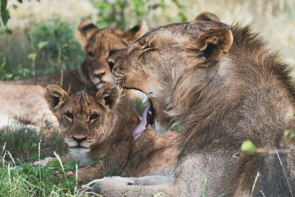 Löwenrudel entspannt im grünen Gras in Etosha und ältester Löwe gähnt
