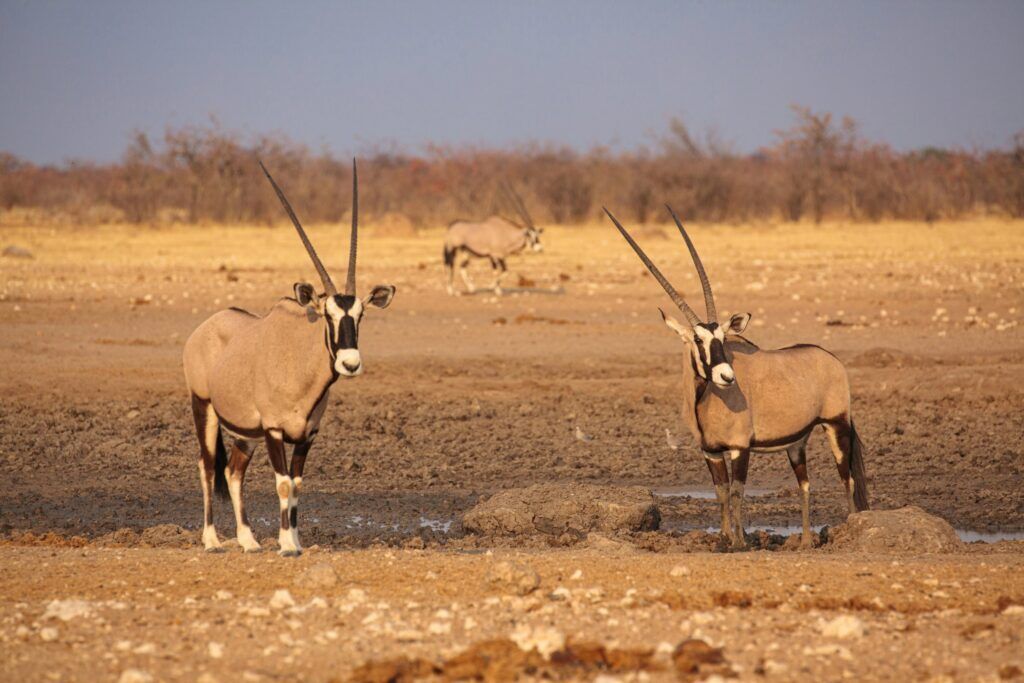 Zwei Oryxantiolopen stehen auf dem felsigen Boden des Etosha Nationalparks bei Sonnenuntergang