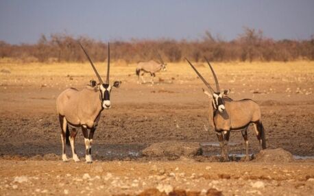 Zwei Oryxantiolopen stehen auf dem felsigen Boden des Etosha Nationalparks bei Sonnenuntergang