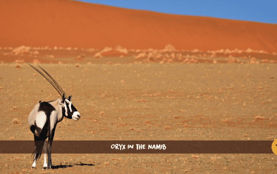 Gemsbock Oryxantilope steht vor einer roten Düne in der Namibwüste
