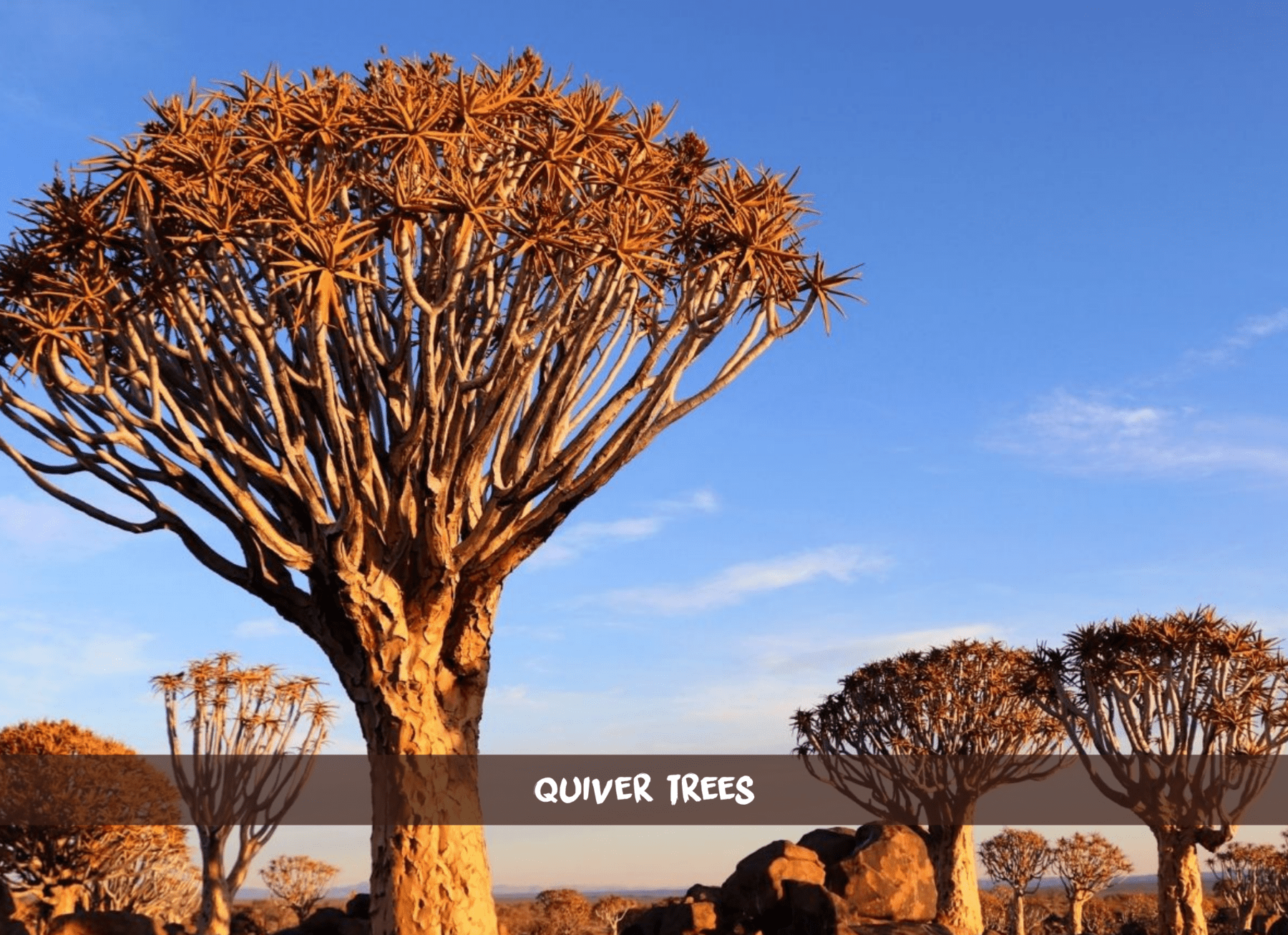 Mehrere Köcherbäume des Köcherbaumwalds in Namibia unter blauem Himmel