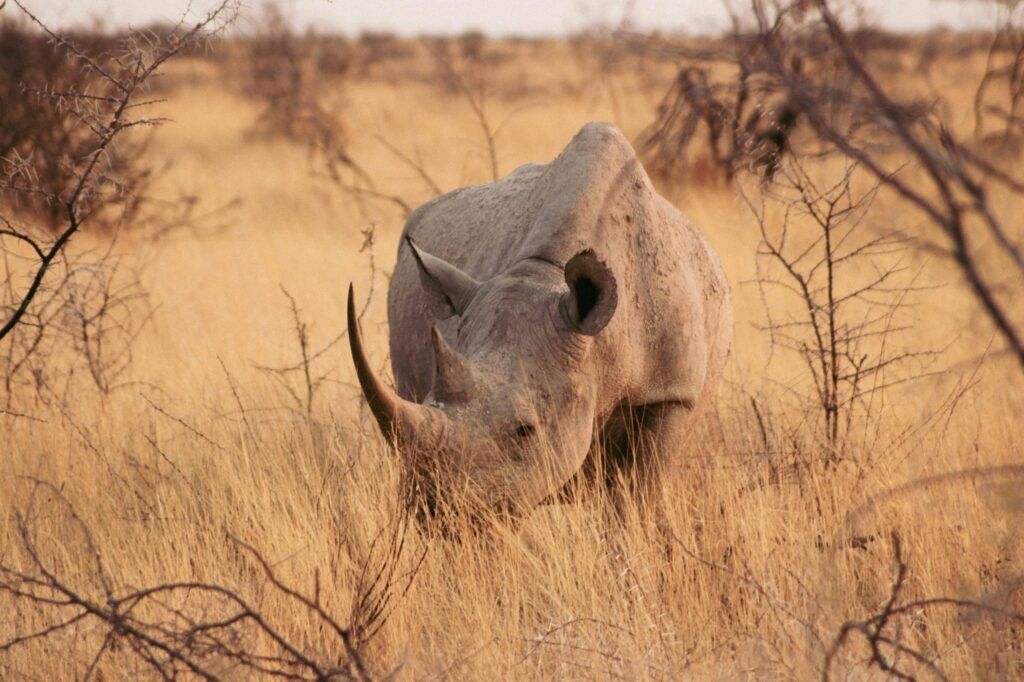 Ein Spitzmaulnashorn steht im hohen trockenen Gras zwischen zwei Büschen in Namibia