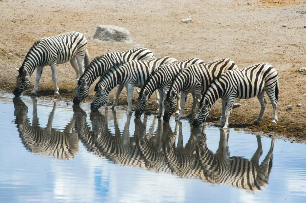 Eine Herde Zebras steht in einer Reihe und trinkt in einem Wasserloch im Etosha Nationalpark und ihr Bild spiegelt sich im Wasser