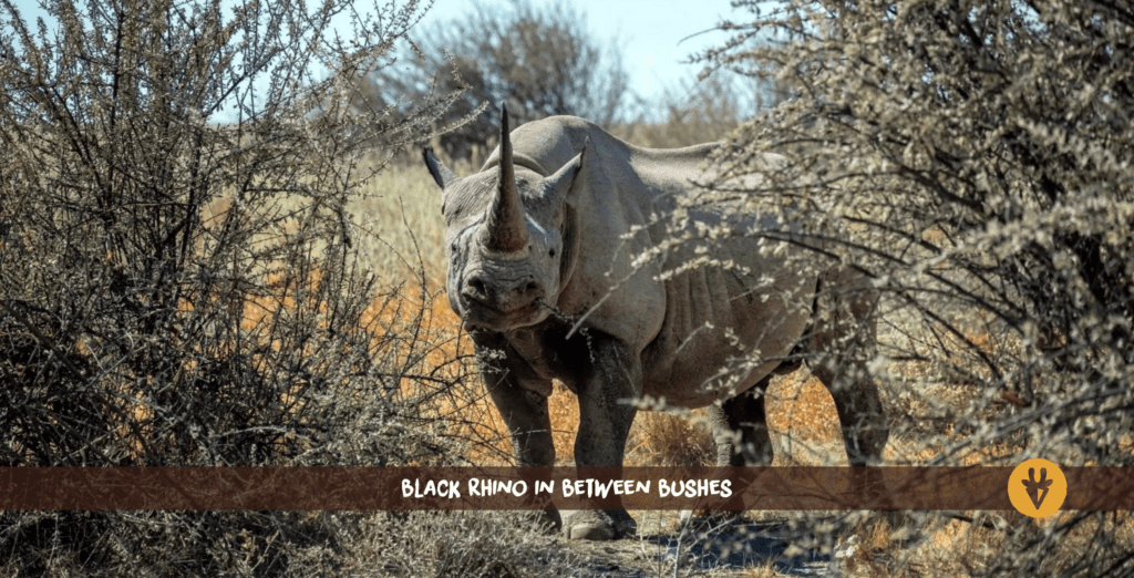 black rhino in between bushes