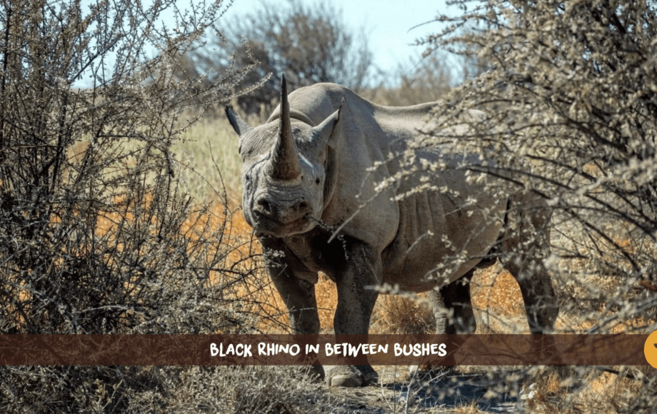 Spitzmaulnashorn mit langem Horn steht zwischen Büschen in Etosha, Namibia