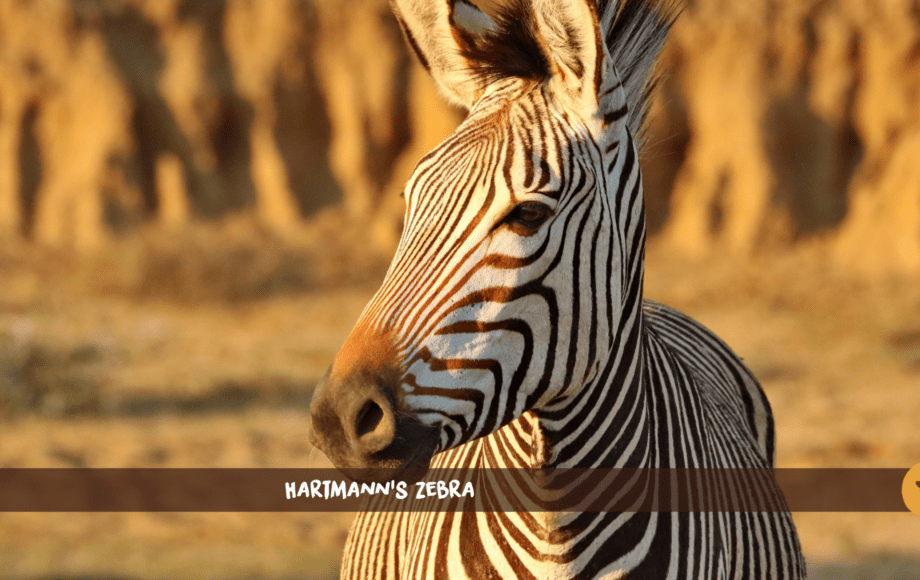 Nahaufnahme eines Berzebras im Sonnenlicht mit Felsen im Hintergrund