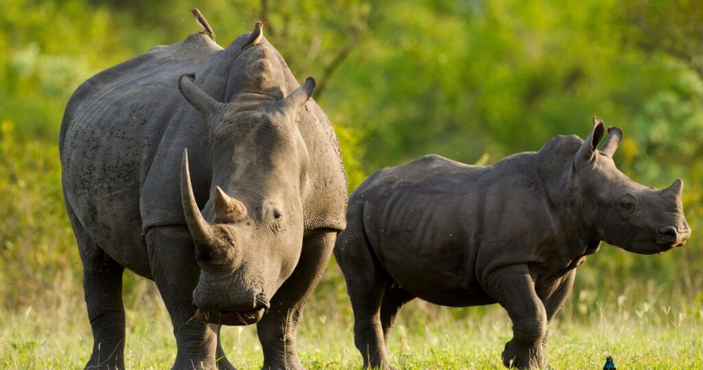 White-rhino-baby