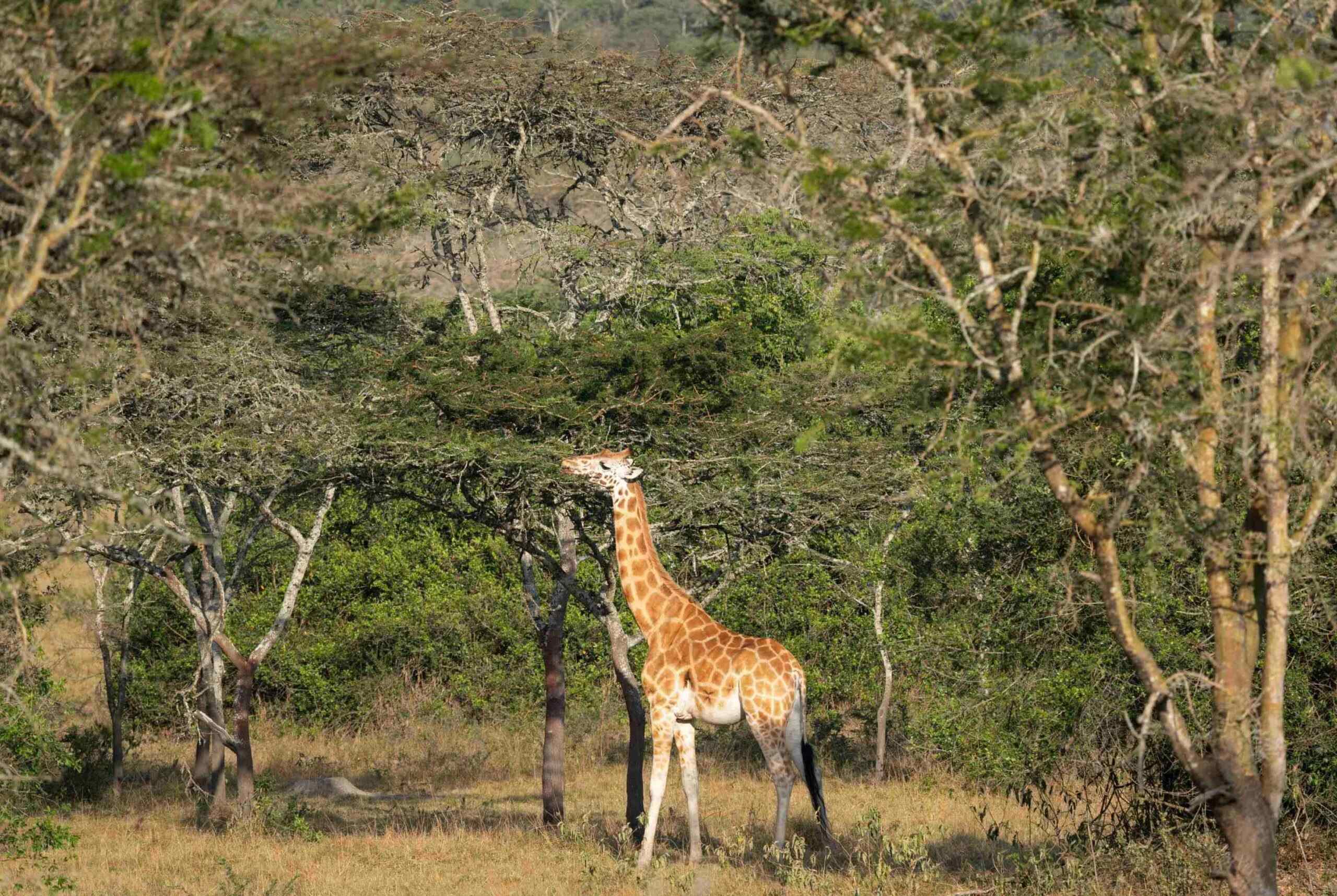 Jeep-Safari im Lake Mburo Nationalpark