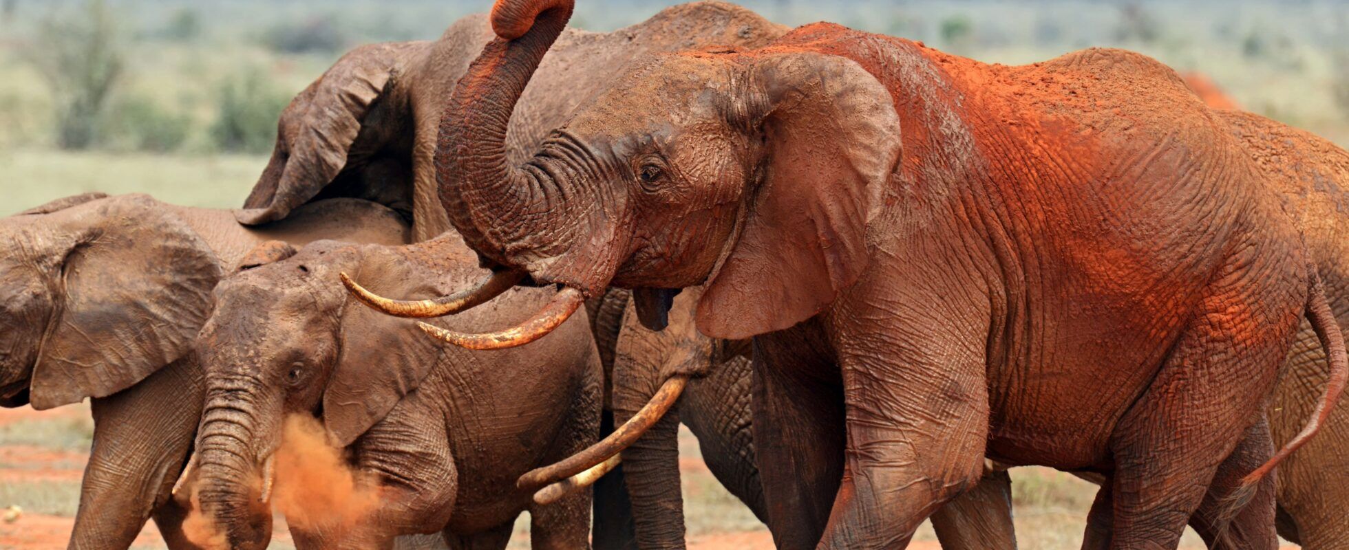 Eine Herde Elefanten mit rotem Sand bedeckt im Tsavo East Nationalpark in Kenia