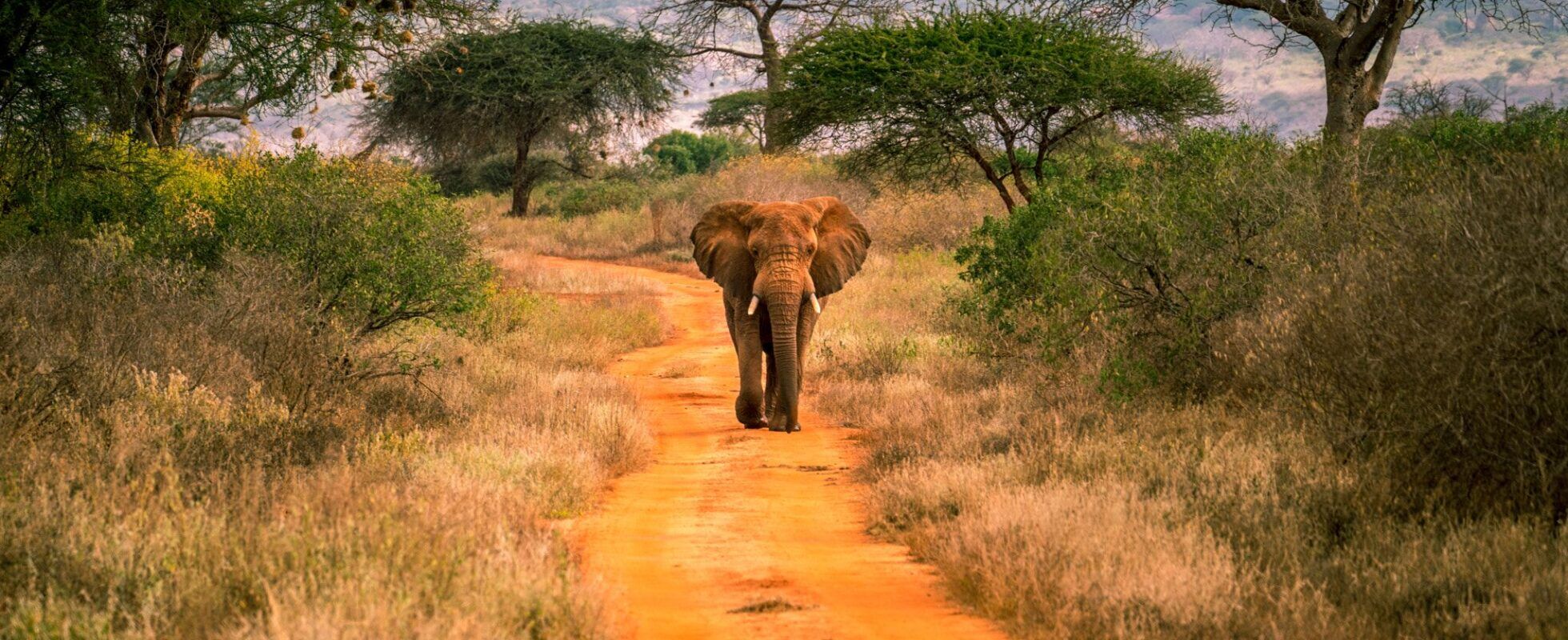 Elefant läuft auf verstaubter Straße zwischen Gras und Bäumen