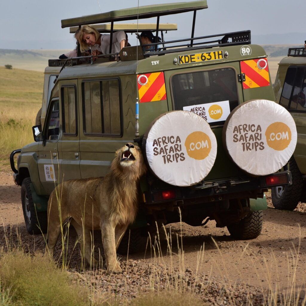 Jeep AS lion