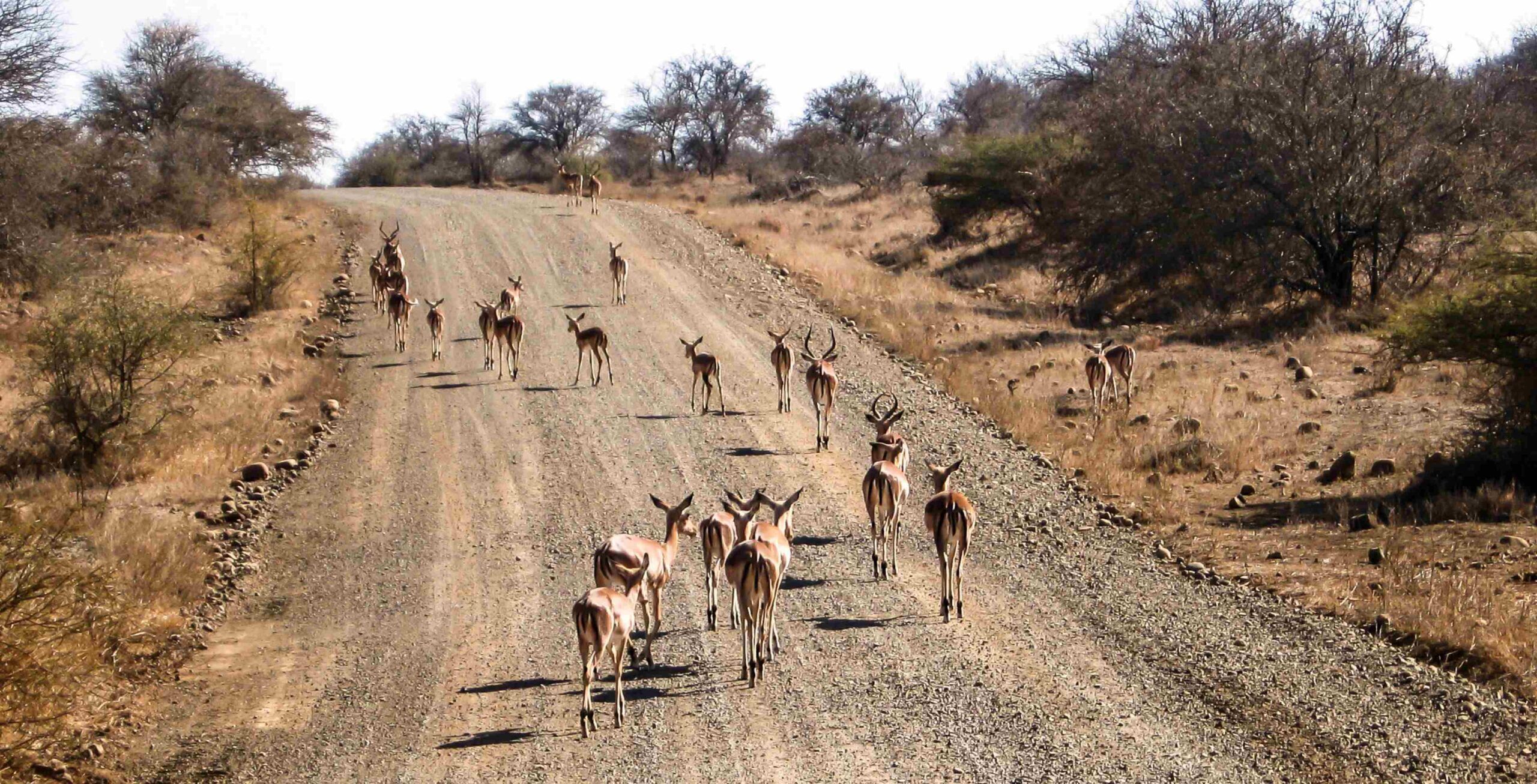 Fahrt von Hoedspruit in den Kruger Nationalpark: Phalaborwa Gate