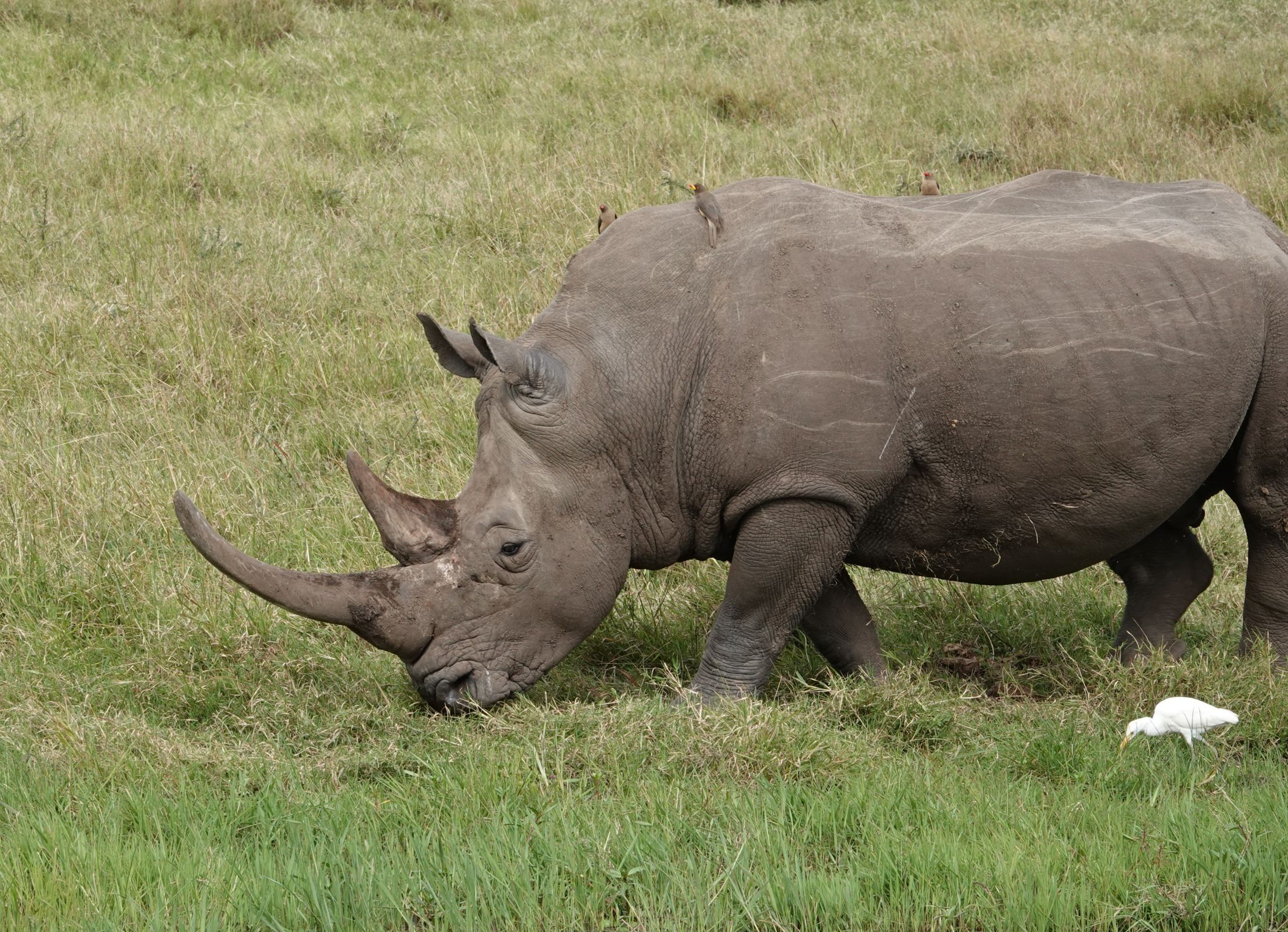 Fahrt von Nairobi zur Ol' Pejeta Conservancy
