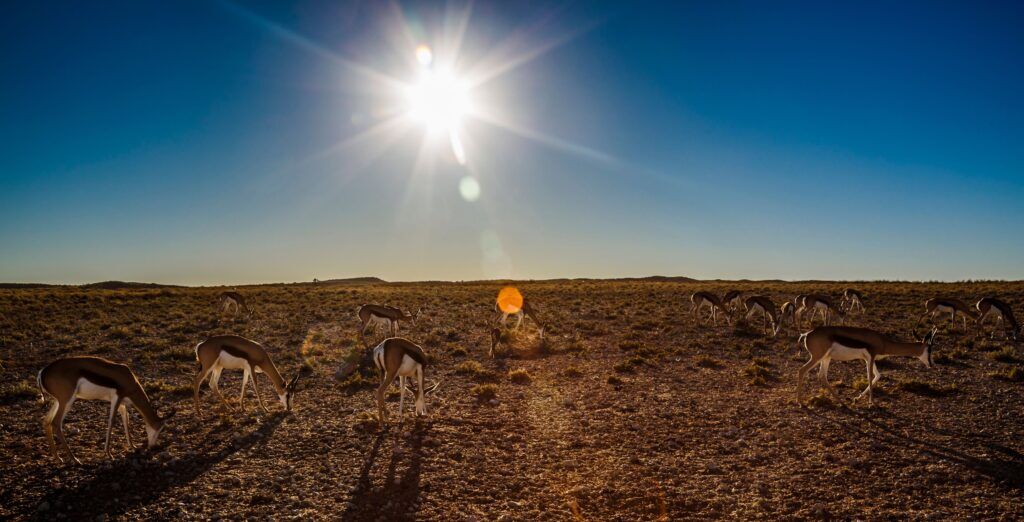 Springböcke in der Savanne bei blauem Himmel und Sonnenschein