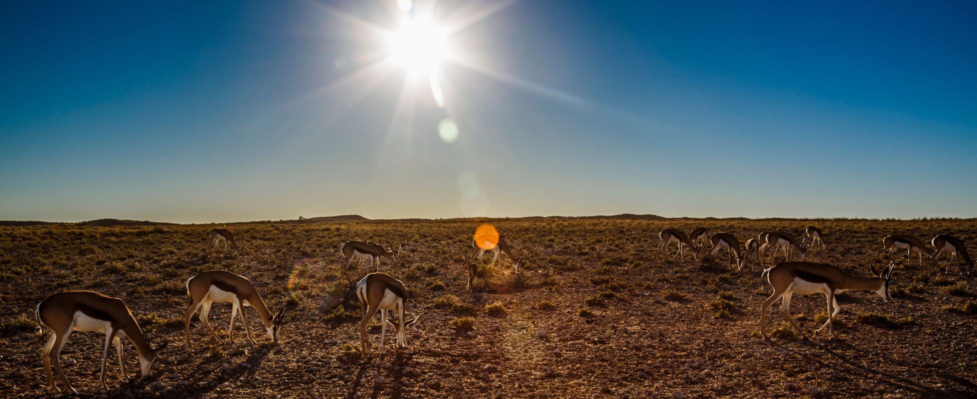 Springböcke in der Savanne bei blauem Himmel und Sonnenschein